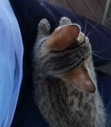 Katze zugelaufen 01