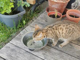 Katze zugelaufen 02