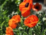 Bienfreundliche Gemeinde 20250407 04